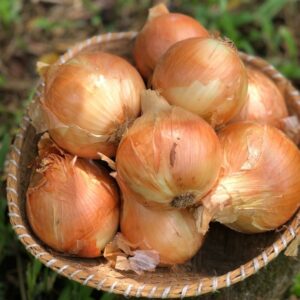 Cebola Branca 500g