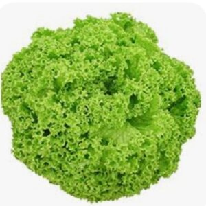 Alface Crespa Verde