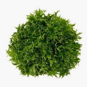 Alface Frisée