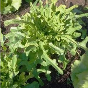 Alface Grega Verde Und