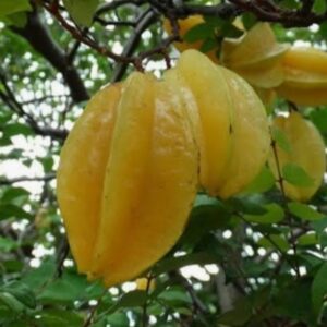 Carambola 1kg