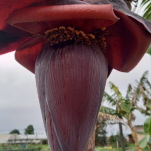 Coração de bananeira